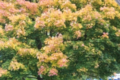 smIMG_4082
